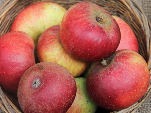 Malus domestica 'Reinette de France' - Apfel