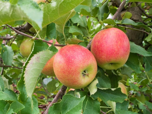 Malus domestica 'Jonagold' - Apple
