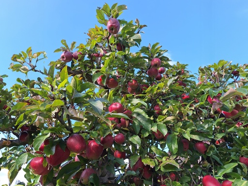 Malus domestica 'Gloster' - Apple
