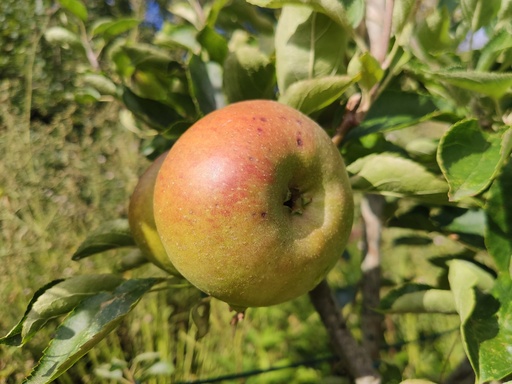 Malus domestica 'Court-Pendu Rosat' - Appel