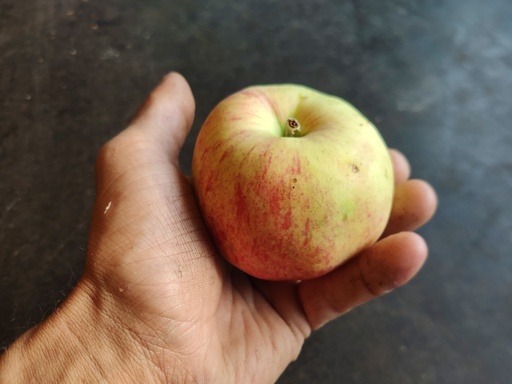 Malus domestica 'Précoce de Wirwignes' - Pomme