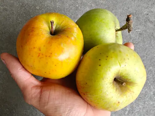 Malus domestica 'Essching' - Apfel