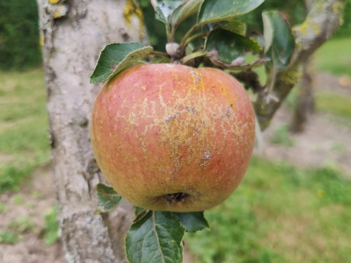 Malus domestica 'Bellefleur Large-Mouche' - Apfel
