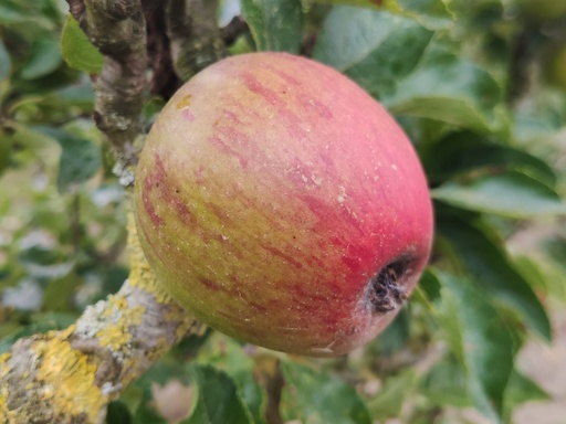 Malus domestica 'Winston' - Pomme