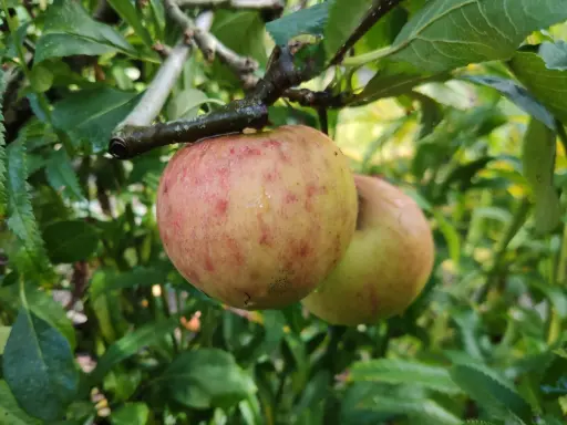 Malus domestica 'James Grieve' - Appel