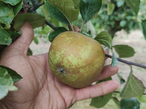 Malus domestica 'Reinette de Flandre' - Pomme