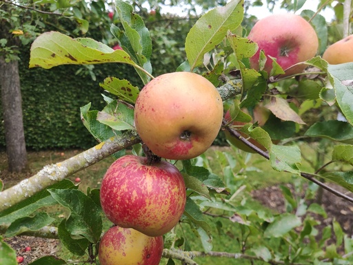 Malus domestica 'Melrose' - Apfel