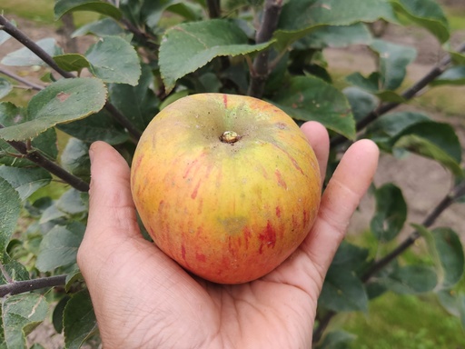 Malus domestica 'Reine des Reinettes' - Apfel