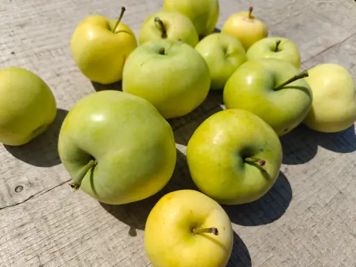 Malus domestica 'Transparante Blanche' - Apfel