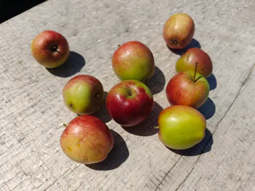 Malus domestica 'Summerred' - Appel