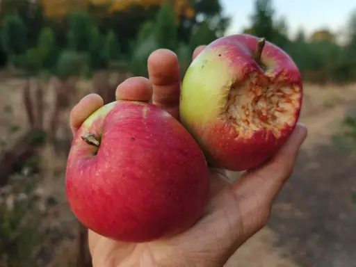 Malus domestica 'Summerred' - Appel