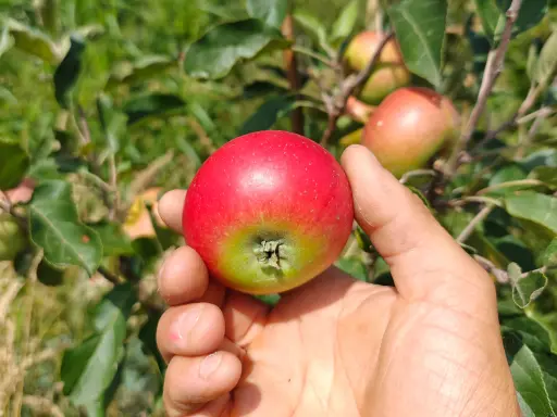 Malus domestica 'Discovery' - Appel