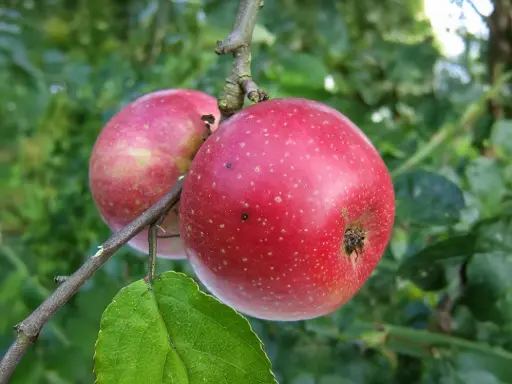 Malus domestica 'Sterappel' - Pomme