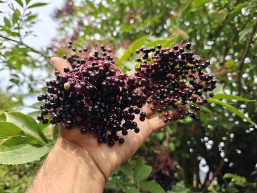 Sambucus nigra 'Korsor' - Sureau