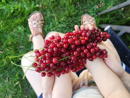 Ribes rubrum 'Red Poll' - Rote Johannisbeere