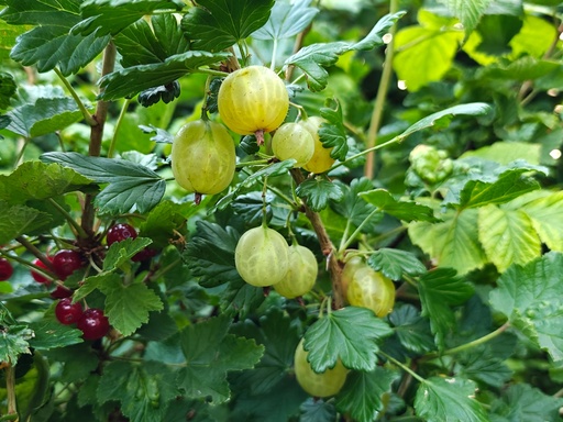 Ribes uva-crispa 'Invicta' - Kruisbes (groengeel)