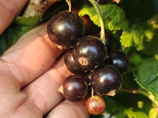 Ribes nigrum 'Titania' - Zwarte trosbes