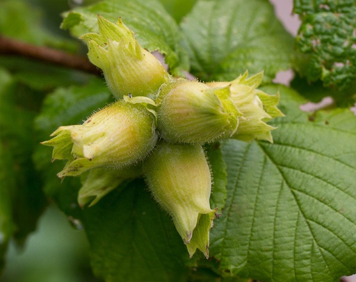 Corylus avellana 'Cosford' - Noisetier
