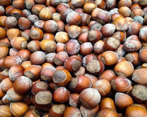 Corylus avellana 'Tonda di Giffoni' - Hazelaar