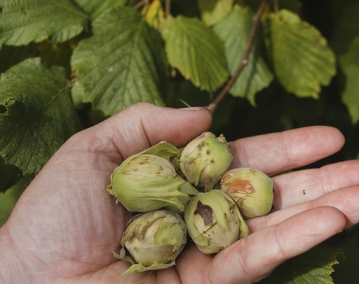 Corylus avellana 'Fertile de Nottingham' - Noisetier