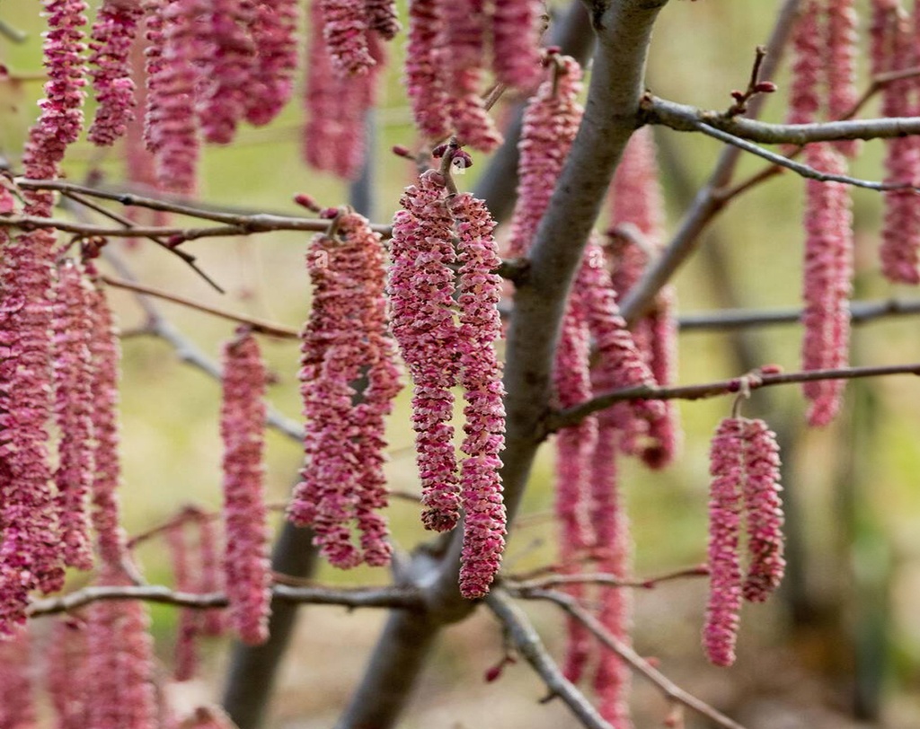 Corylus avellana 'Rote Lambert' - Hazel