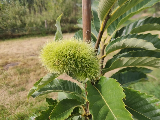 Castanea 'Belle Epine' - Süße Kastanie