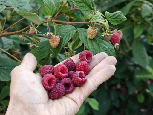 Rubus idaeus 'Heritage' - Red autumn raspberry