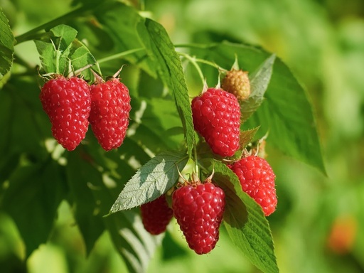 Rubus idaeus 'Tulameen' - Framboise d'automne rouge