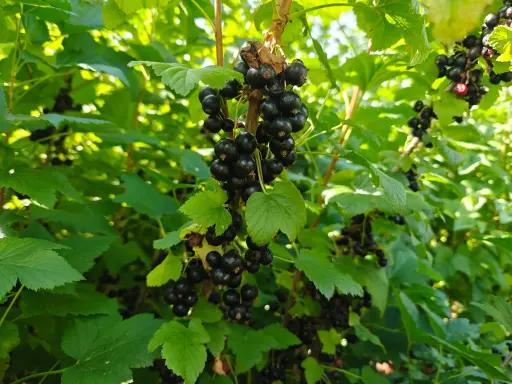 Ribes nigrum 'Tenah' - Blackcurrant