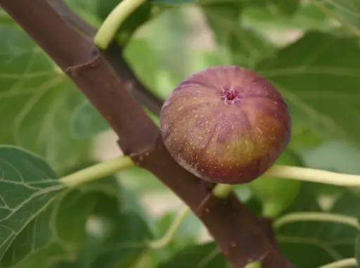 Ficus carica 'Brunswick' - Fig