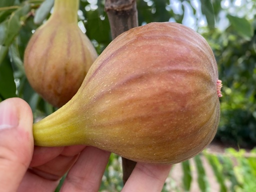 Ficus carica 'Brunswick' - Fig