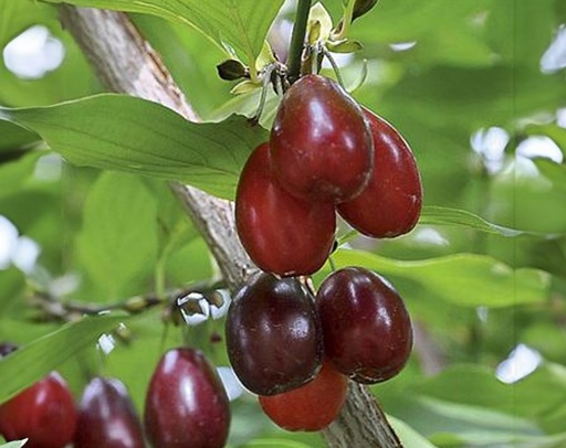 Cornus mas 'Dublany' - Cornelian cherry
