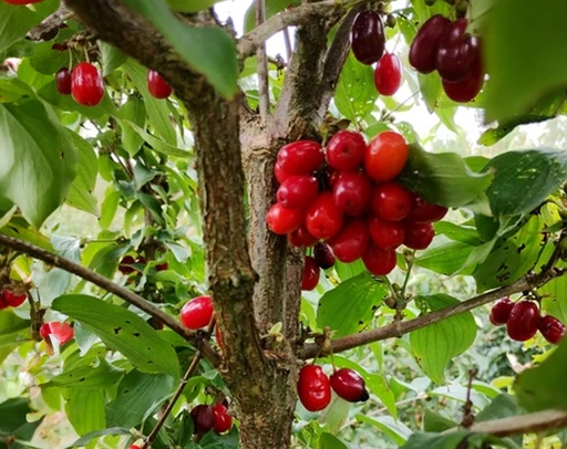 Cornus mas 'Marceli' - Cornelian cherry