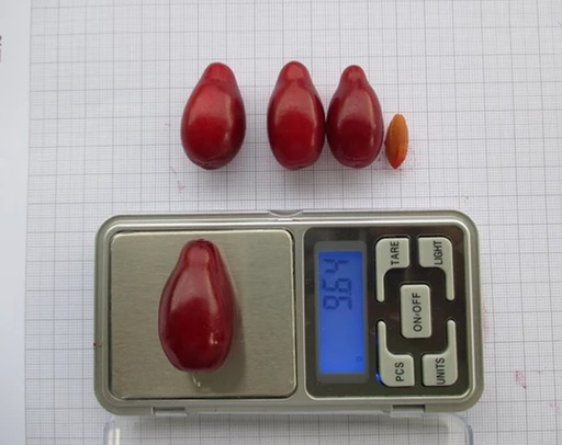 Cornus mas 'Egzoticznyj' - Cornelian cherry