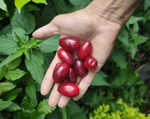 Cornus mas 'Kasanlak' - Cornelian cherry