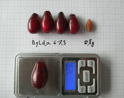 Cornus mas 'Bylda' - Cornelian cherry