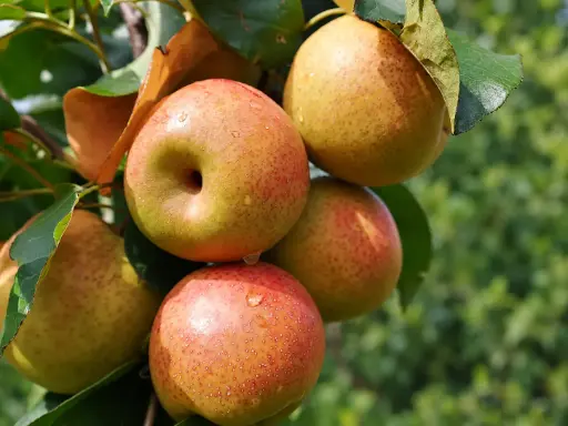 Pyrus pyrifolia 'Reddy Robin' - Nashi