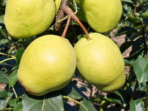 Pyrus pyrifolia 'Early Shu' - Nashi