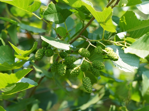Alnus glutinosa - Zwarte els