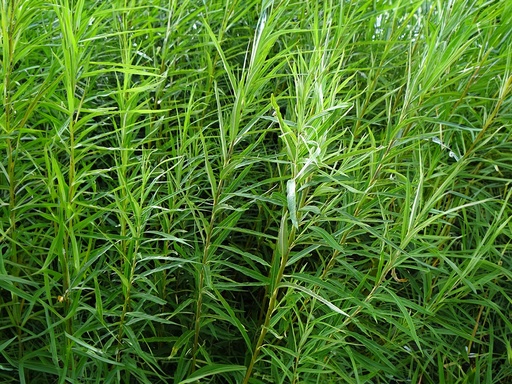 Salix viminalis - Osier commun