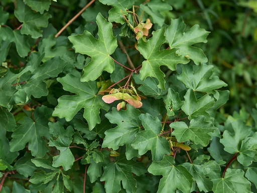 Acer campestre - Érable champêtre