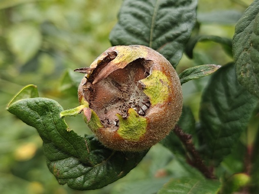 Mespilus germanica 'Big Wild' - Néflier