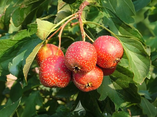 Crataegus pinnatifida 'Big Golden Star' - Aubépine