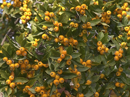 Crataegus stipulacea - Meidoorn