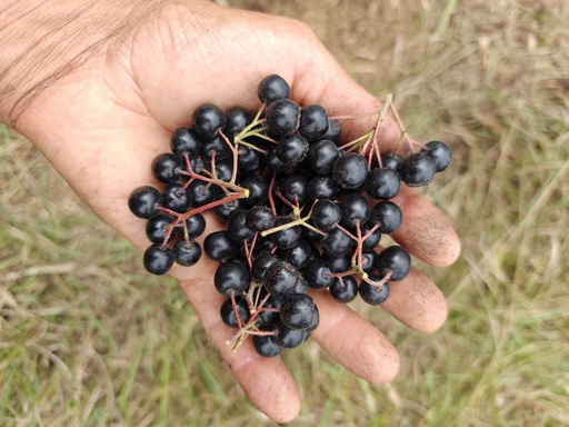 Aronia melanocarpa 'Galicjanka' - Appelbes