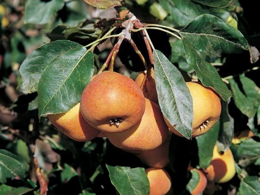 Sorbopyrus auricularis 'Shipova' - Birnen-Eberesche