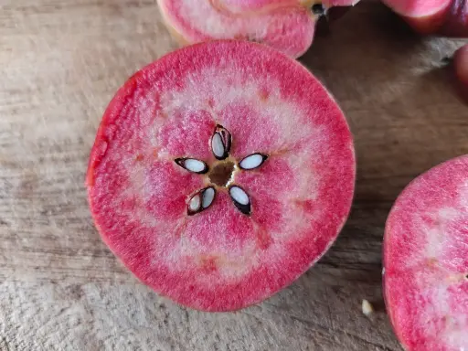 Malus domestica 'Niels' - Apple