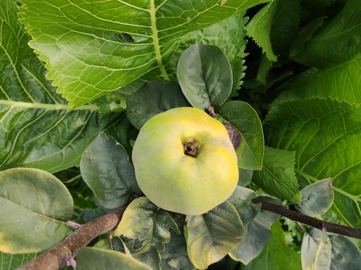 Cydonia oblonga 'Aromatnaya' - Kweepeer