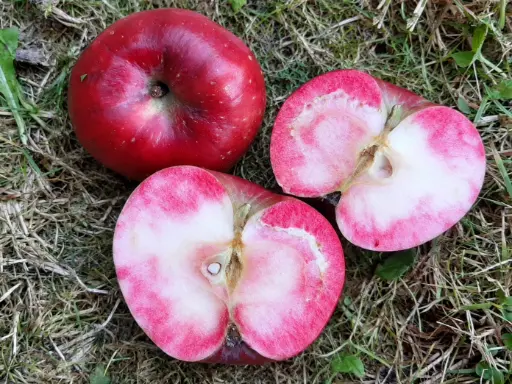 Malus domestica 'Dries' - Apfel