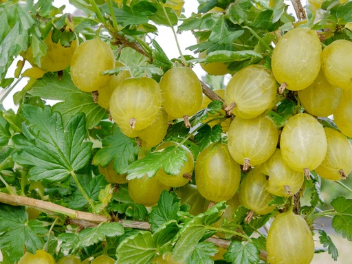 Ribes uva-crispa 'Hinnonmäki Gul' - Kruisbes (geel)